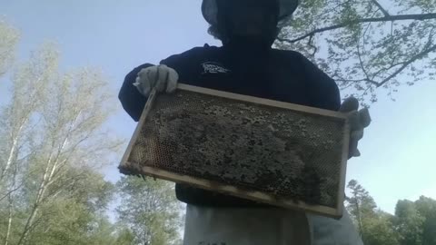 Queen Graft Check-up Honeybee Yard Part 2