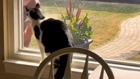 You Won&#39;t Believe These Cats! 😹 Top 8 Funniest Cat Moments Caught on Video!