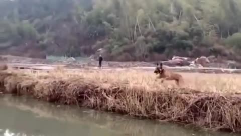 Flying Dog Jumps into the river