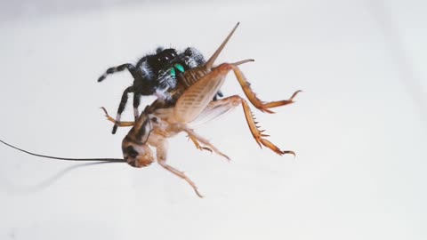 Spider Vs Mantis Battle