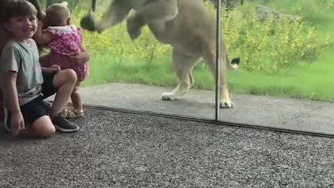 Lion Tries to Catch Some Kids || ViralHog