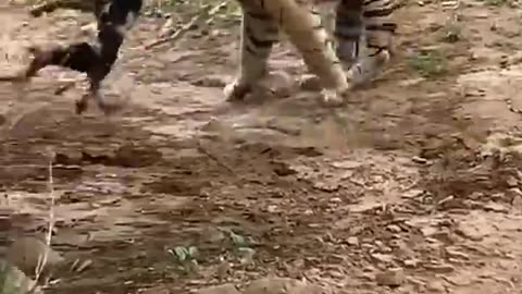 Tiger Encounter: Dog's Fate in Ranthambore National Park