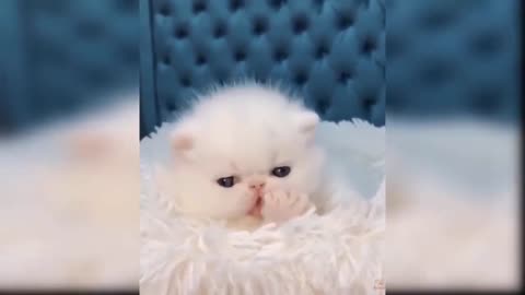 Cute baby Cats Cute and Funny Cat Videos cute cat#08