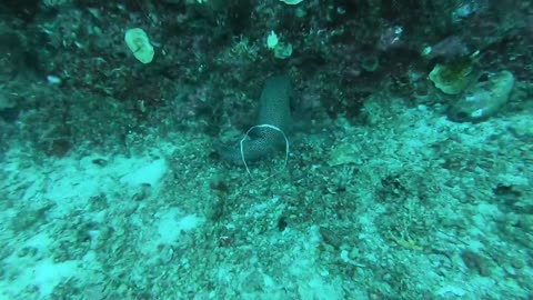 Hearing Laughter under Water after shooting a puffer fish