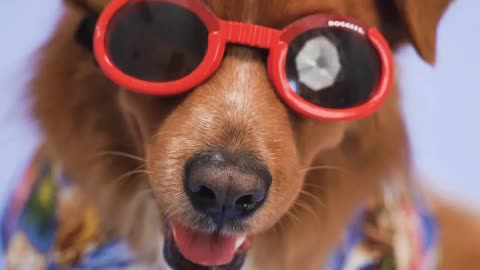 Yah dogs kiya bola musti viral video #trand joks funni dogs devendra