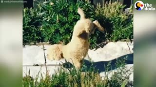 Dogs Do Handstands To Pee