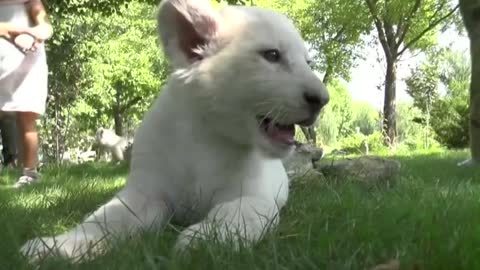 White lion cubs frolic in Crimea as rehabbed sea lions dive into the wild