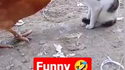 funny😂#shorts#ytshorts #youtubeshorts#cockvscat #catshorts#catslover #catsvirals #viralshorts#viral