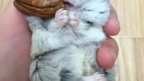 Tiny Treat Triumph: Hamster's Biscuit Bonanza! 🍪🐹