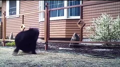 Animals Getting Shocked with Funny Sound Effects!!