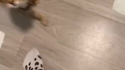 Nosy cat follows owner to the toilet