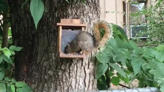 Adult Squirrel