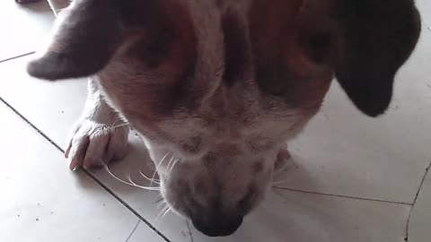 My dog fights with little mouse