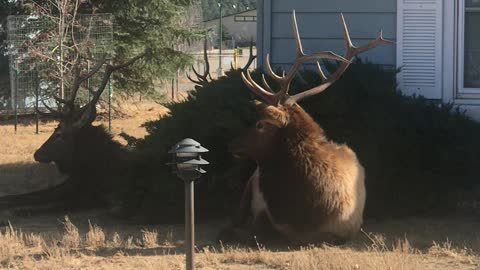 Huge Resting Elk Herd Surrounds Homes