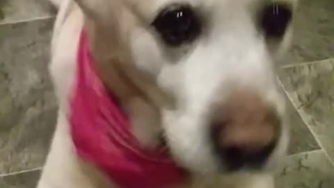 Dog creates steady beat for "rapping mom"