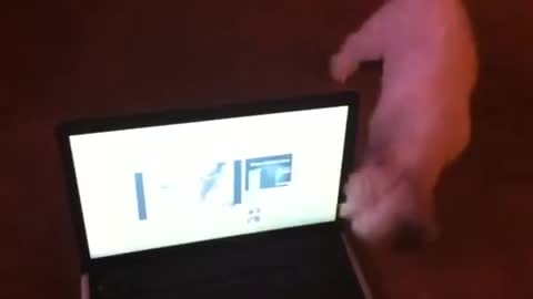 Dog reacts to hearing kitten on computer