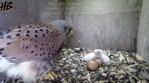 THE EAGLE EGGS Kestrels Nesting & hatching #bird #parrot #lovebird #animal #eagle