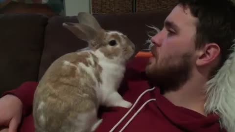 Rabbit munches on carrot stick from owner's mouth