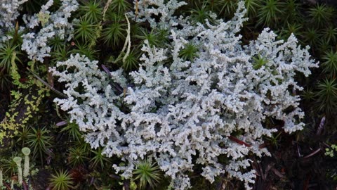 Pacific Foam Lichen