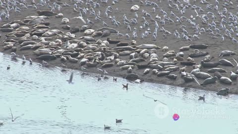 Terns and Tides: Coastal Birds and Their Feeding Frenzy