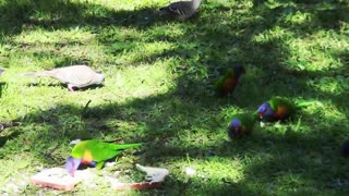 Beautiful Rainbow Lorikeets - It is time for bathing and feeding