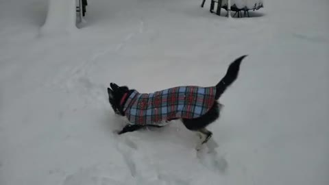 Alaskan husky playing in the snow!