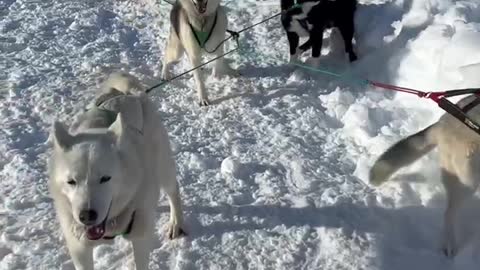 Puppy’s first sled run.