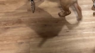 Puppy Wants to Walk Himself