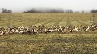 Ducks enjoying a mild winter day!