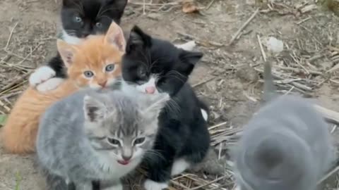 Cute cat group 😍 💕