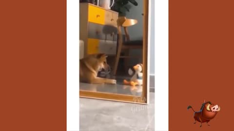 Awesome Funny Animals' Life Videos Funniest Pets 2024