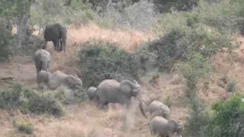 A Herd Of Elephants Making Their Way To The Nearest Waterhole