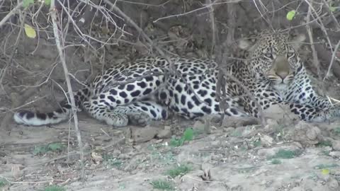 Brave Family Of Baboons Chase Leopard and This Happens 😨