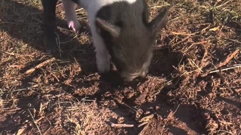 Petunia the Piglet: Wrestling with Daisy the German Shepherd at H5 Ranch