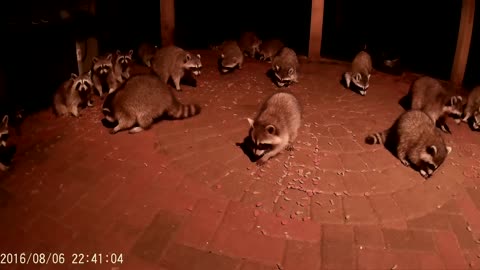 Raccoons Eating Dog Food