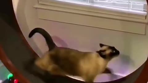 Funny Animal | If cats can do exercise. Whats your excuse? 😄