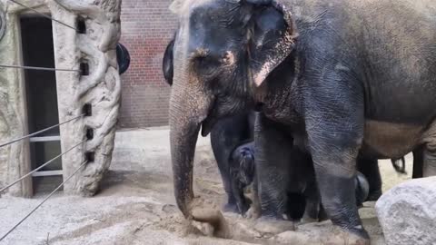 WATER GREAT DAY: Endangered Baby Elephants Take A Dip And Play With Their Mum In German Zoo's Pool