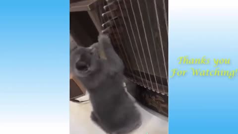 Funny animal videos 2024 - Impossible not to laugh