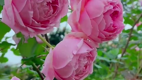 Amazing Pink roses 🌹