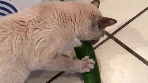 Cat Loves Cucumbers