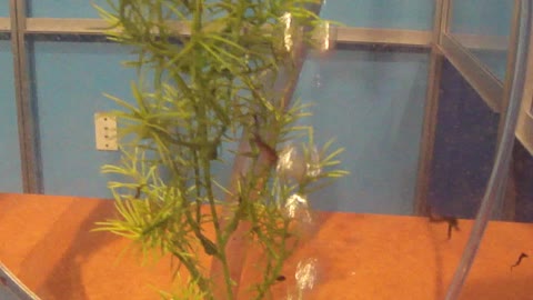 Baby Seahorses from Scripts Institute