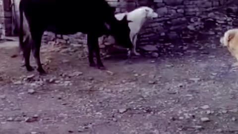Cow lover dog