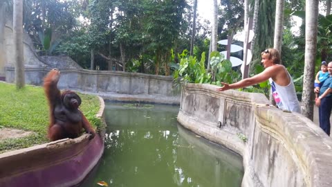 Unbelievable Orangutan Reaction to a Treat Toss