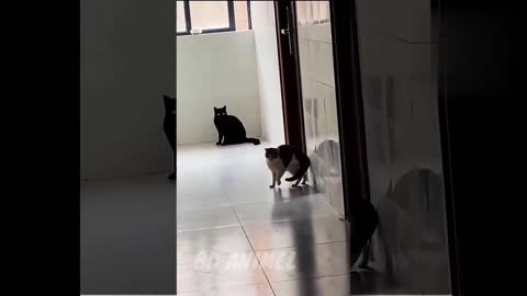 Cute cat Funny cat Cute Animels Vedios FUNNY CAT FIGHT MOMENT COMPILATIONIIBD ANIMELS