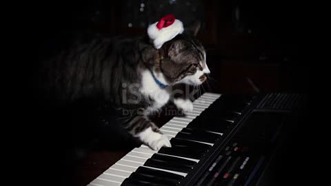 cute cat playing with piano