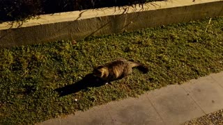 A cat hunting an insect at night.