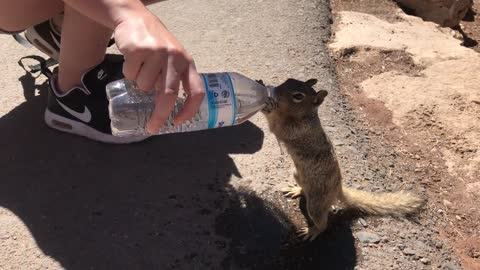 Thirsty Squirrell Drinking From Tourist's Water Bottle