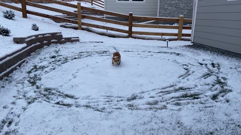 Corgi Runs in Circles After Seeing Snow for First Time
