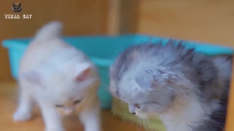 Cats and Kittens Beautiful Scenes😻😍