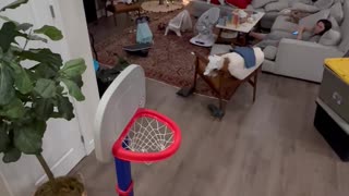 2-Year-Old Son Doing Trick Shots